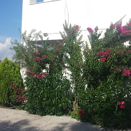 Digkas 卡托克拉克阿纳